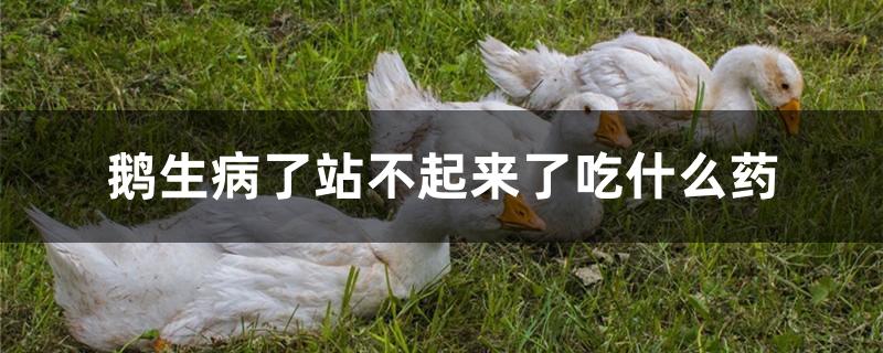 鹅生病了站不起来了吃什么药