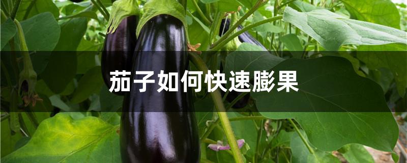 茄子如何快速膨果