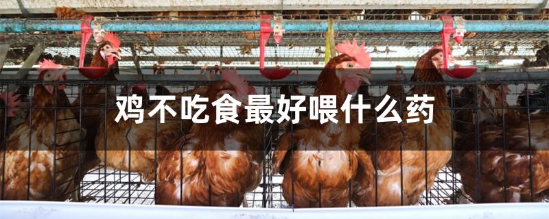 鸡不吃食最好喂什么药