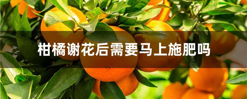 柑橘谢花后需要马上施肥吗