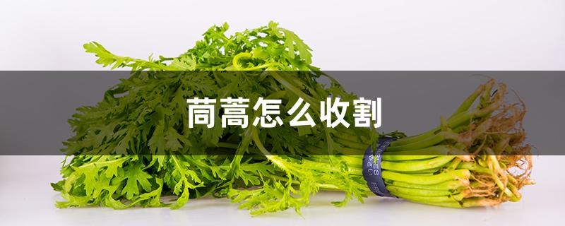 茼蒿怎么收割