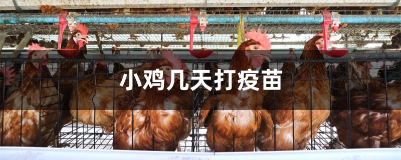 小鸡几天打疫苗
