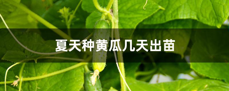 夏天种黄瓜几天出苗