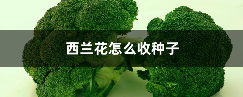 西兰花怎么收种子