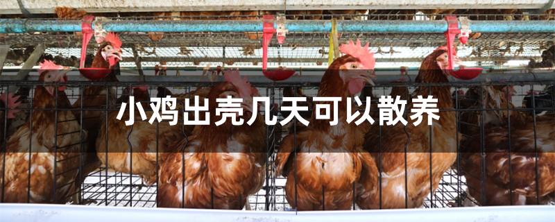 小鸡出壳几天可以散养