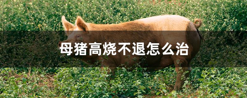 母猪高烧不退怎么治
