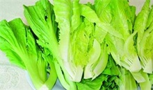 生菜