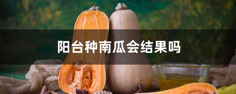 阳台种南瓜会结果吗