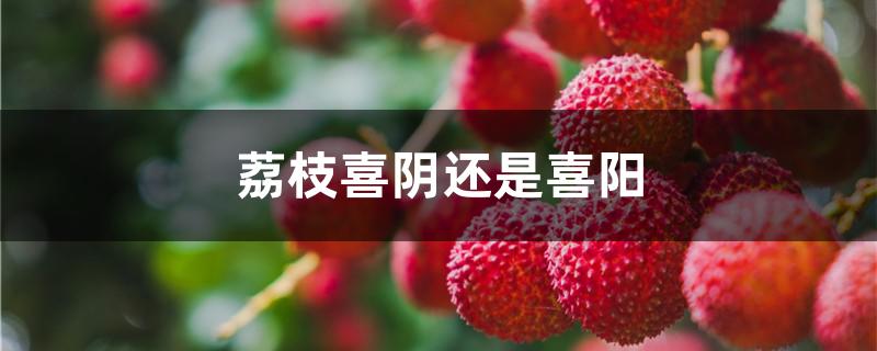 荔枝喜阴还是喜阳