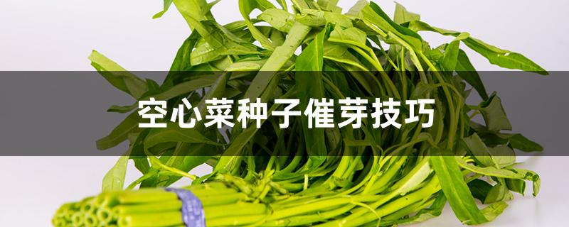 空心菜种子催芽技巧