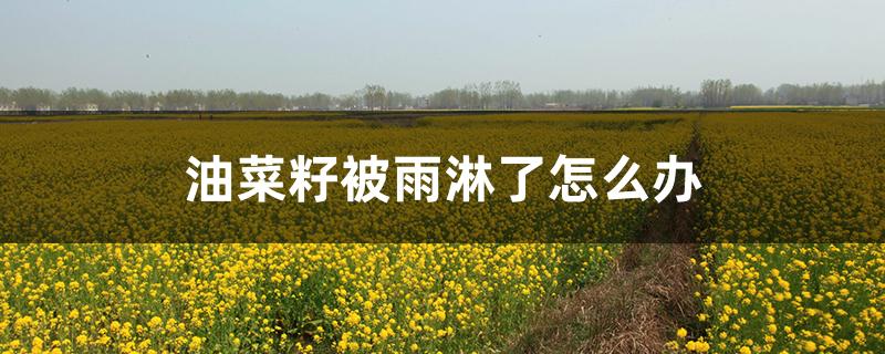 油菜籽被雨淋了怎么办