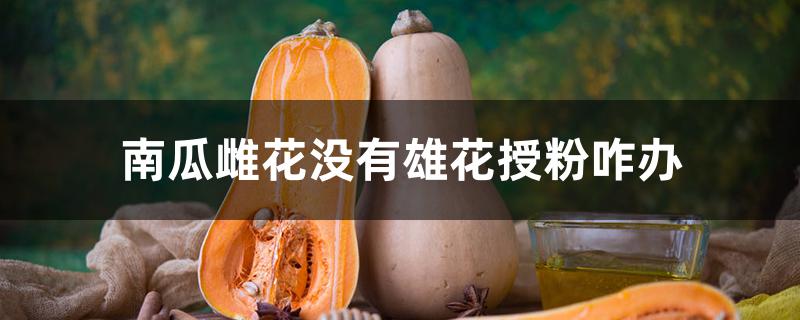 南瓜雌花没有雄花授粉咋办