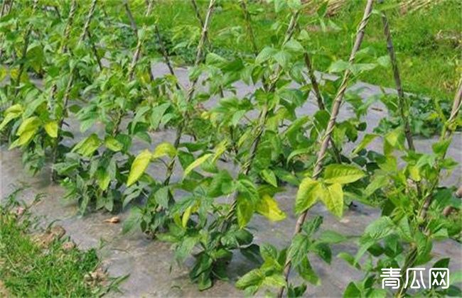 豆角的施肥技术