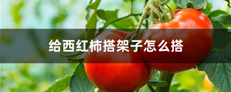 给西红柿搭架子怎么搭