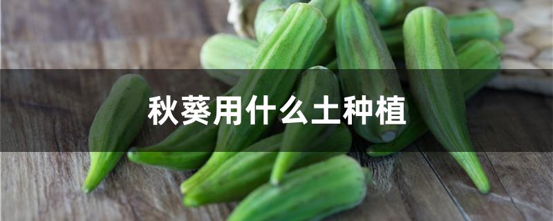 秋葵用什么土种植