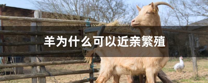 羊为什么可以近亲繁殖