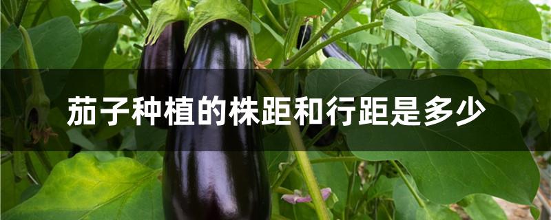 茄子种植的株距和行距是多少
