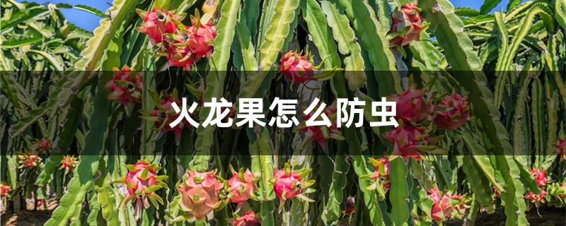 火龙果怎么防虫