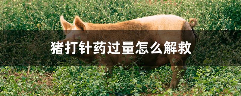 猪打针药过量怎么解救