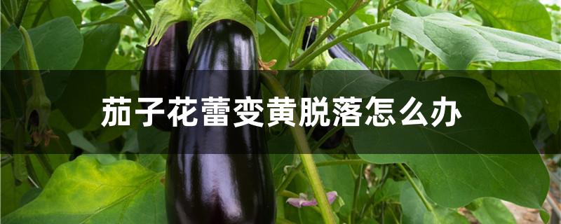 茄子花蕾变黄脱落怎么办