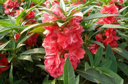 中国古代女子常用哪种植物，作为“美甲”材料？