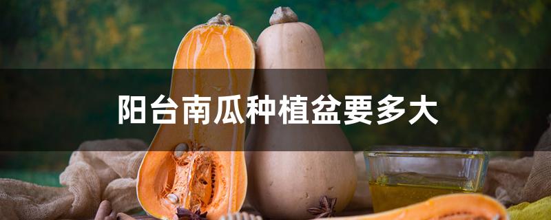 阳台南瓜种植盆要多大