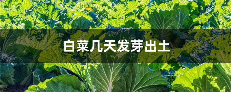 白菜几天发芽出土