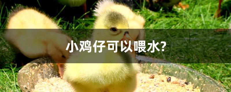 小鸡仔可以喂水?