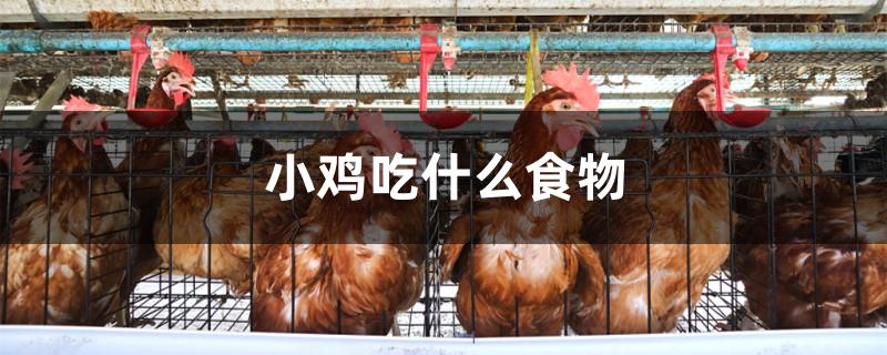 小鸡吃什么食物