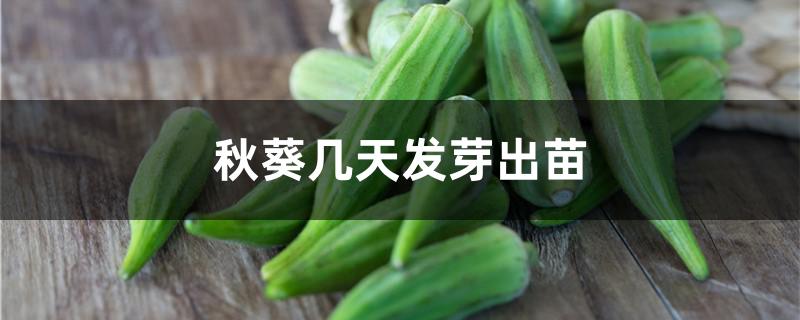 秋葵几天发芽出苗