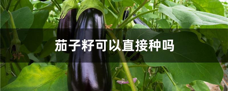 茄子籽可以直接种吗
