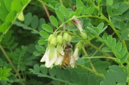 什么地方产的黄芪最好？有哪些常见品种？
