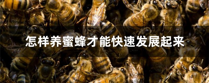 怎样养蜜蜂才能快速发展起来