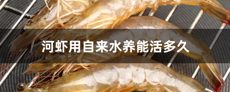 河虾用自来水养能活多久