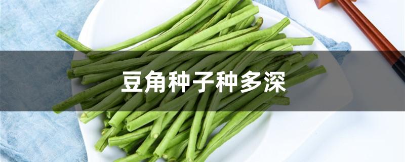 豆角种子种多深