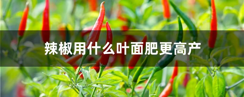 辣椒用什么叶面肥更高产