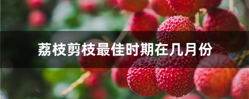 荔枝剪枝最佳时期在几月份