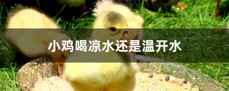 小鸡喝凉水还是温开水