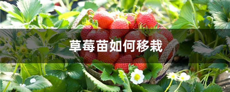 草莓苗如何移栽