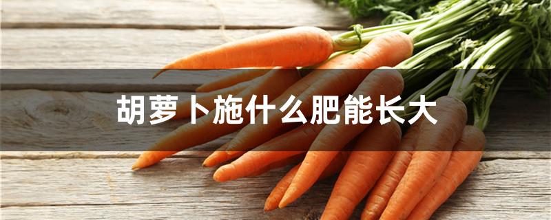 胡萝卜施什么肥能长大