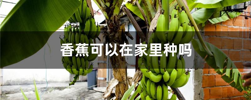 香蕉可以在家里种吗