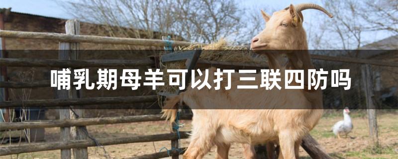 哺乳期母羊可以打三联四防吗