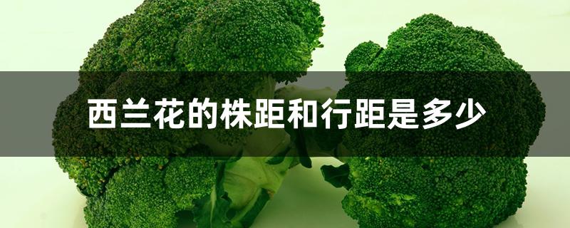 西兰花的株距和行距是多少