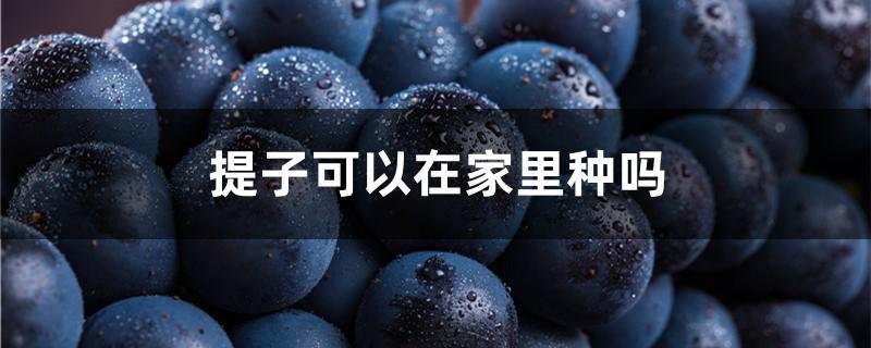 提子可以在家里种吗