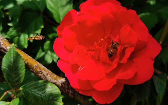 冬天到了蜜蜂干什么去了