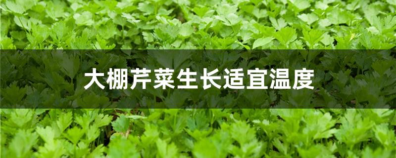 大棚芹菜生长适宜温度