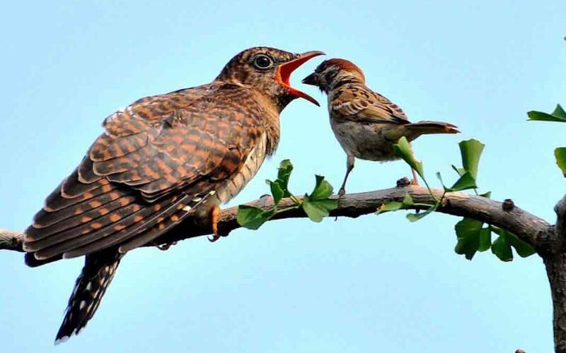 杜鹃鸟吃什么 杜鹃鸟常见的种类有哪些？