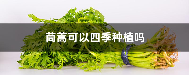 茼蒿可以四季种植吗