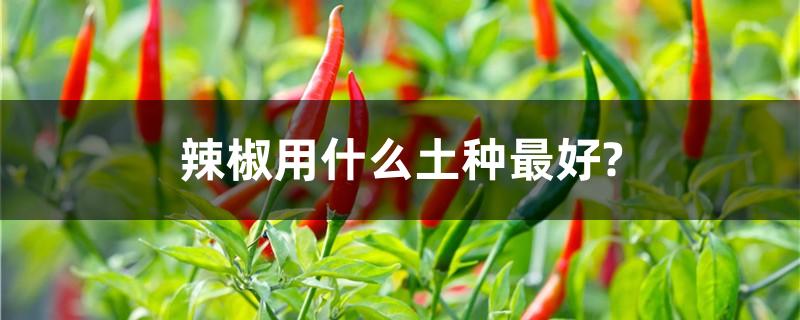 辣椒用什么土种最好?