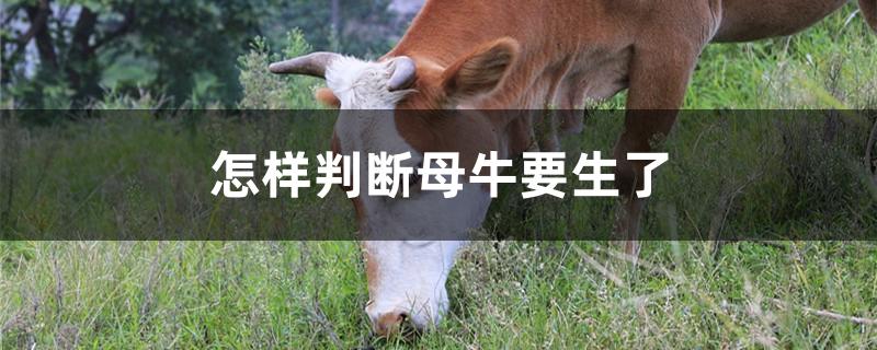 怎样判断母牛要生了